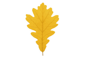 Fototapeta premium Yellow oak leaf showing autumn colors on transparent background
