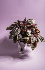 A bunch of basil leaves in a glass on a colorful  purple background with copy space.