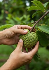 Person holding a ripe green sugar apple on a tree branch. The fruit is ready for harvest