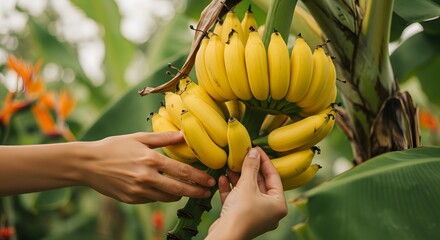 A person delicately handling a cluster of ripe, yellow bananas, a vibrant display of nature's bounty