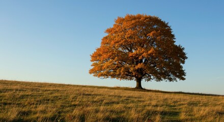 Solitary golden oak tree in a tranquil field under a clear blue sky at sunset, creating a serene