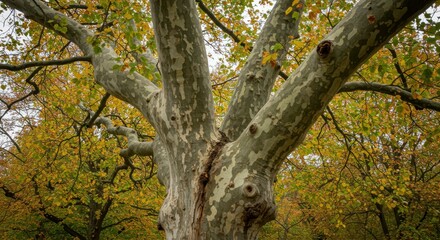 Obraz premium Striking sycamore tree with patterned bark in an urban park landscape during autumn