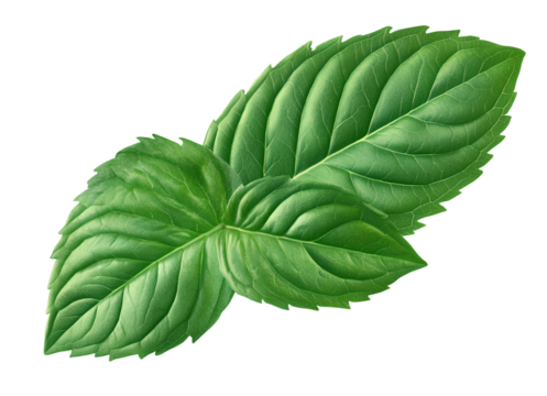 mint leaf isolated on transparent background.