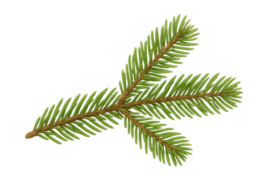 Spruce branch with transparent background for easy integration