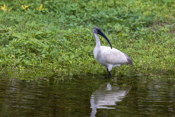 Monk of the Marshes-Black-headed ibis (Threskiornis melanocephalus) or Indian white ibis at Bhigwan, Maharashtra, India.