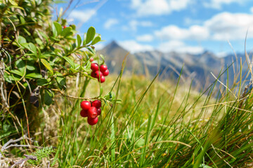 Wilde Preiselbeeren am Strauch mit Blick zu den Bergen