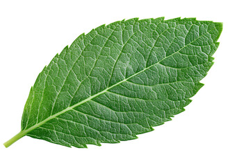 Obraz premium mint leaf isolated on transparent background.