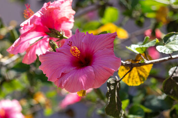 The beauty of the Hibiscus flower, a woody, fibrous shrub, up to 5 meters high.	
