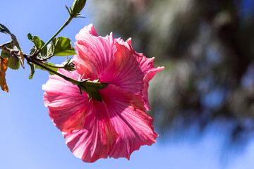 The beauty of the Hibiscus flower, a woody, fibrous shrub, up to 5 meters high.	