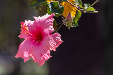 The beauty of the Hibiscus flower, a woody, fibrous shrub, up to 5 meters high.	