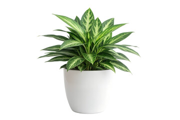 Fototapeta premium Aglaonema Chinese Evergreen Houseplant in White Pot