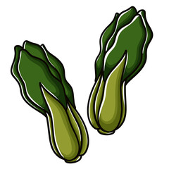 bok choy vegetable illustration