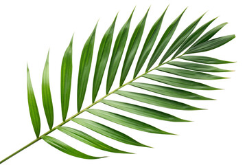 Fototapeta premium Lush Green Palm Leaf on White Background