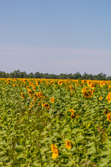 Sunflower field. Agriculture, sunflower seeds growing concept