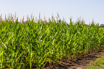 Obraz premium Corn field. Cereals for flour production