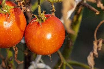Ripe tomato hanging from the vine in a greenhouse