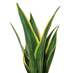 Obraz premium aloe vera plant isolated