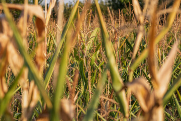 Corn field. Cereals for flour production