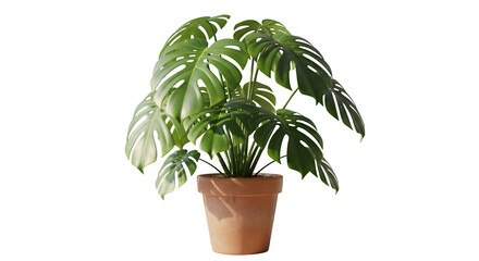 Obraz premium Lush Green Monstera Plant