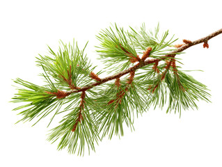 Green pine pine needle branch evergreen nature isolated closeup fresh Pine needle branch with
