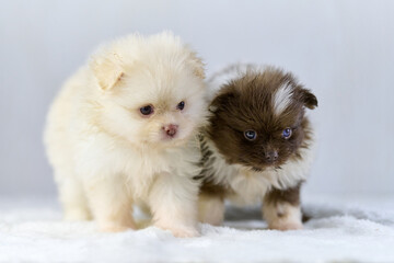 Obraz premium Two fluffy pomeranian spitz puppies sitting on soft white blanket. Warm natural lighting highlights their fur, creating serene and peaceful scene. Their expressive eyes convey innocence and curiosity