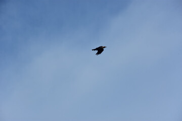Silhouette of Birds Flying in Clear Blue Sky with Spread Wings, Flock and Single Crow Flight Captured in Natural Wildlife Freedom Concept Photography