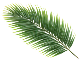 Fototapeta premium Palm, leaf, green, tropical, plant Lush palm leaf green tropical plant isolated transparency