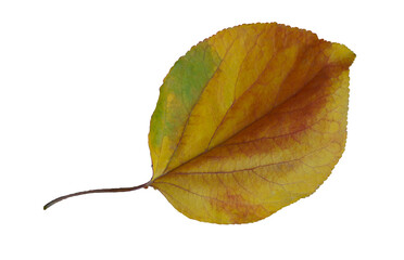 A large yellow tree leaf stands out.