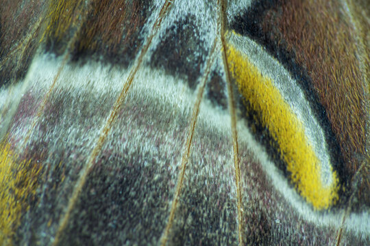 Ailanthus silkmoth, samia cynthia butterfly wing texture background. Abstract animal, nature backdrop