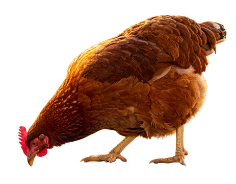  Rustic Rhode Island Red Hen, Authentic & Textured, Warm Lighting, 3D Render, Isolated.