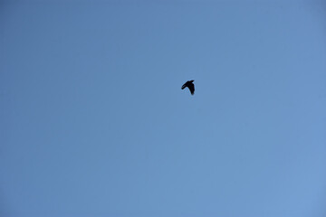 Silhouette of Birds Flying in Clear Blue Sky with Spread Wings, Flock and Single Crow Flight Captured in Natural Wildlife Freedom Concept Photography