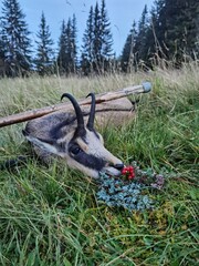 Naklejka premium happy hunting - pay tribute after the hunt of a young chamois female on the mountains at a autumn day