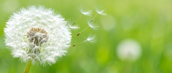 Dandelion seed head with flying seeds