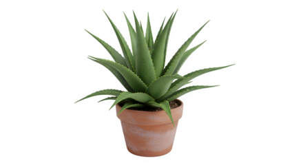 aloe vera plant in pot