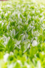 Green leaves with water drops after rain