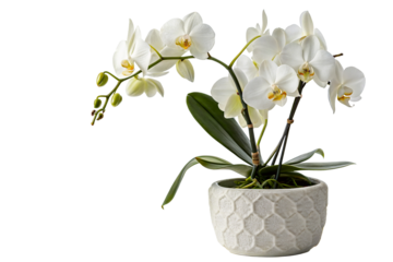 Elegant white orchids in modern textured pot bring natural beauty to your home interior decor