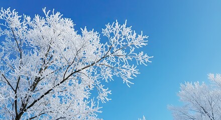 Hoarfrost covers bare tree branches under a clear bright blue sky