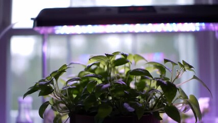 Cultivating fresh green herbs indoors using a full spectrum LED grow lamp for promoting healthy plant growth - Powered by Adobe