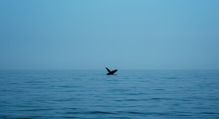 Obraz premium Whale tail breaching ocean surface