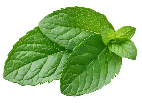 mint leaf isolated on transparent background.