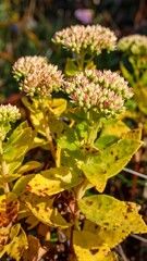 Close-up of vibrant, clustered flowers and foliage