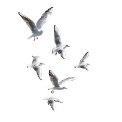 Obraz premium A flock of seagulls flying in the sky