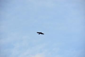 Silhouette of Birds Flying in Clear Blue Sky with Spread Wings, Flock and Single Crow Flight Captured in Natural Wildlife Freedom Concept Photography