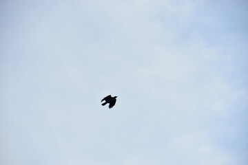 Silhouette of Birds Flying in Clear Blue Sky with Spread Wings, Flock and Single Crow Flight Captured in Natural Wildlife Freedom Concept Photography