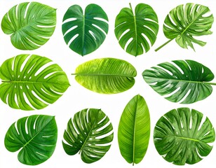 Monstera and Tropical Foliage Pack &ndash; Isolated Leaves on White Background