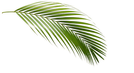 Obraz premium Vibrant green palm frond against black