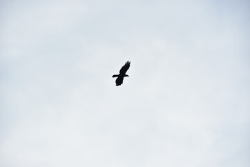 Silhouette of Birds Flying in Clear Blue Sky with Spread Wings, Flock and Single Crow Flight Captured in Natural Wildlife Freedom Concept Photography