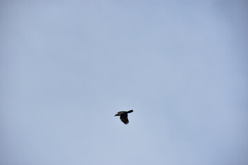 Silhouette of Birds Flying in Clear Blue Sky with Spread Wings, Flock and Single Crow Flight Captured in Natural Wildlife Freedom Concept Photography