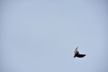 Silhouette of Birds Flying in Clear Blue Sky with Spread Wings, Flock and Single Crow Flight Captured in Natural Wildlife Freedom Concept Photography