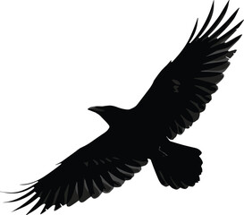 Flying black crow isolated on white background, high contrast bird silhouette, majestic raven wings spread in flight, wildlife bird photography